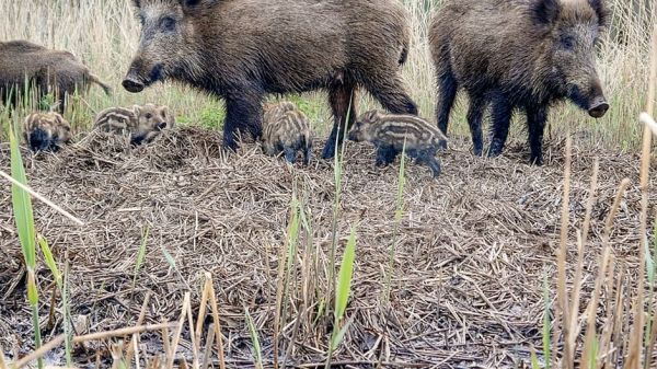 Die geheime Welt der Tiere