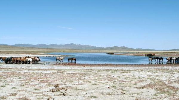 Schatzsuche in der Mongolei