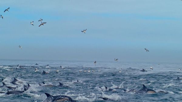 Tierische Freibeuter der Meere