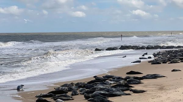 Leben an der Nordsee