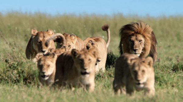 Serengeti - Wilde Geschichten aus der Savanne