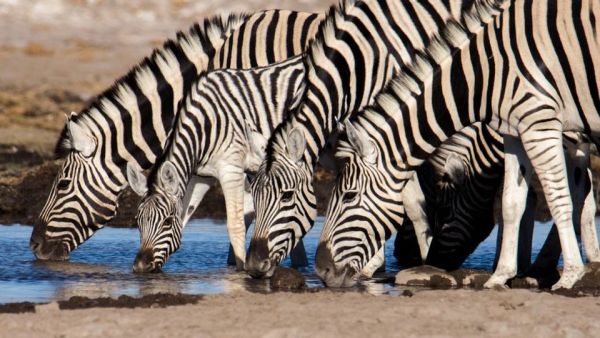 Wasserlöcher - Oasen für Afrikas Fauna