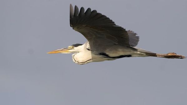 Spanien: Eldorado der Vögel