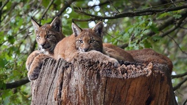 Wildnis Europa - Der Luchs