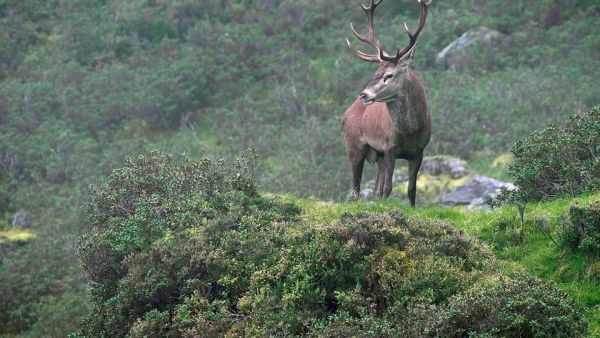 Die unberührte Wildnis der Pyrenäen