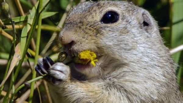 Tierische Heimkehrer