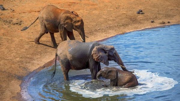 Wasserlöcher - Oasen für Afrikas Fauna