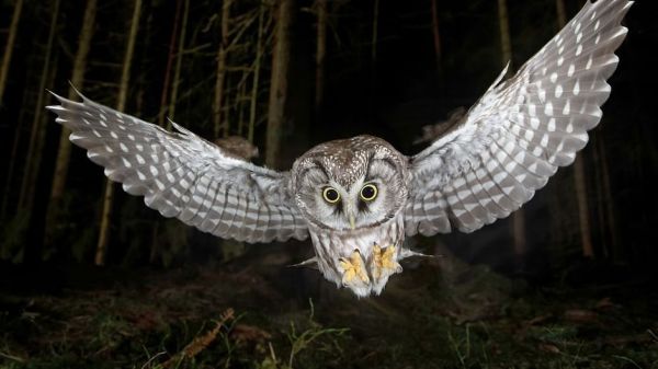 Die Nacht erwacht! Über Leben im Wald