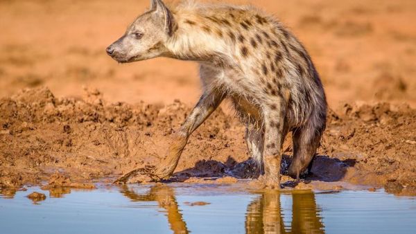 Wasserlöcher - Oasen für Afrikas Fauna