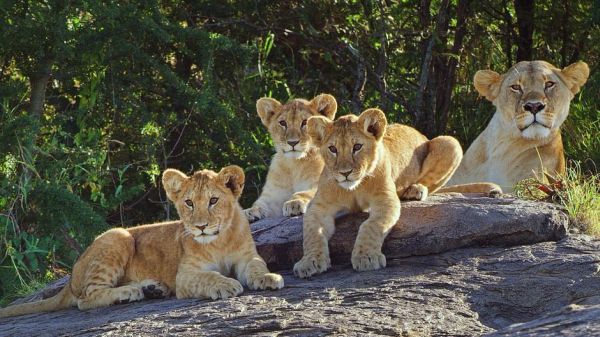 Serengeti - Wilde Geschichten aus der Savanne