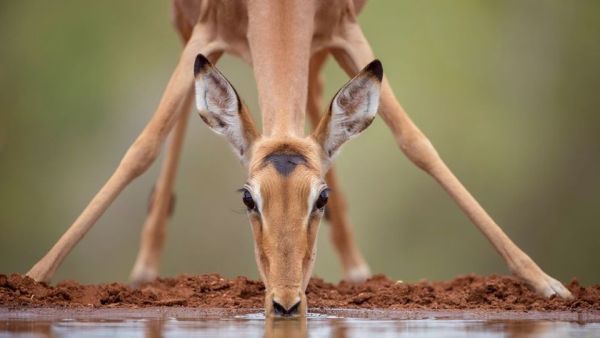 Wasserlöcher - Oasen für Afrikas Fauna