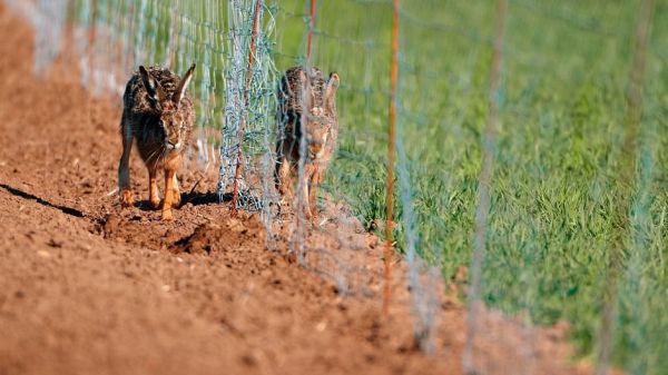 Wildnis 2.0 - Die Tierwelt auf Umwegen