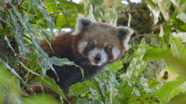 Der Kleine Panda