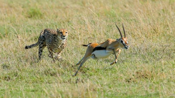 Die fünf Geparde: Gemeinsam durch die Serengeti