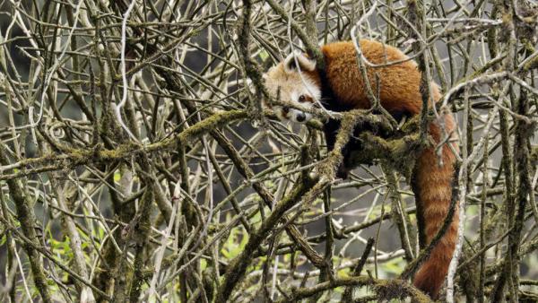 Der Kleine Panda