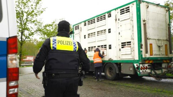 Achtung Tiertransport: Lange Wege auf den Teller