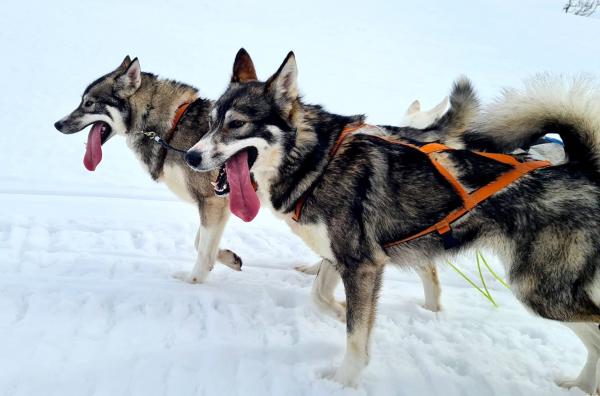 Das Camp in der Wildnis Das Camp in der Wildnis