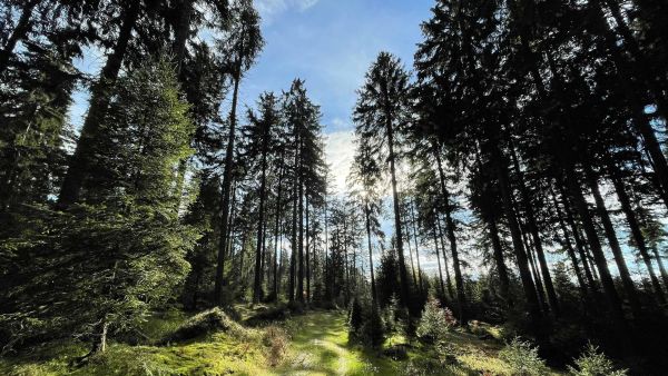 Burgen, Wälder, Nebelfelder - Thüringen nonstop