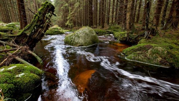 Wildes Deutschland - Der Harz