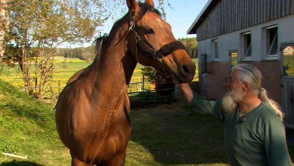 Pferde, Pfauen und die große Liebe