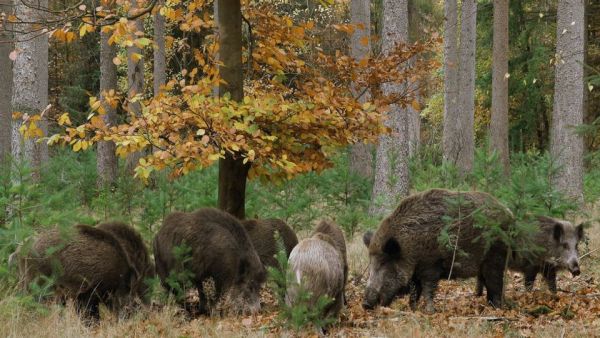 Abenteuer Wildnis