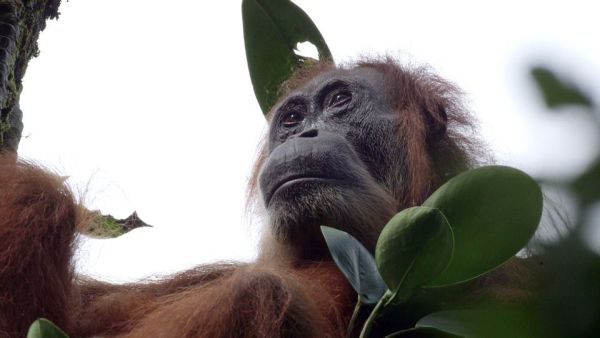 Gober - eine Orang-Utangeschichte