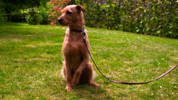 Dem Hund Respekt beibringen