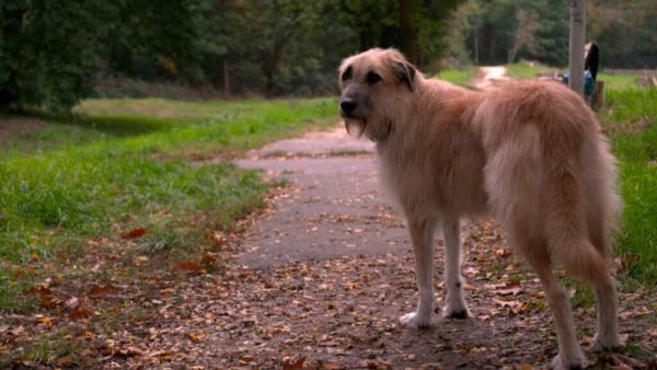 Von Missverständnissen zwischen Hund und Halter