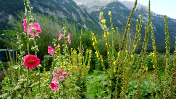 Zurück zur Natur