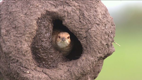 Tierische Superbauten