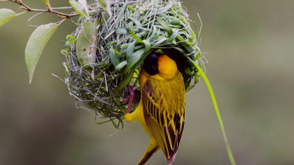 Tierische Überflieger