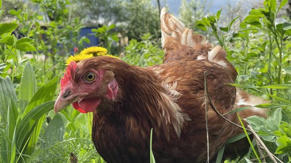 Der Bio-Boom - 100 Jahre ökologische Landwirtschaft