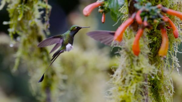 Tierische Überflieger