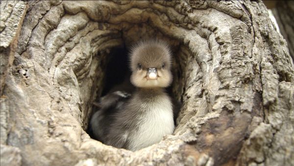 Tierische Superbauten