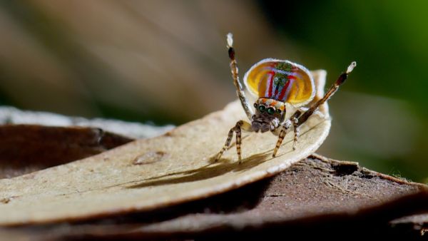 Tierische Überflieger