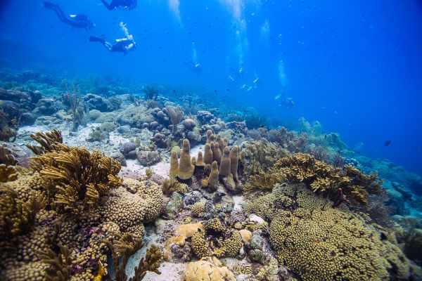 planet e.: Die Korallengärtnerinnen von Curaçao