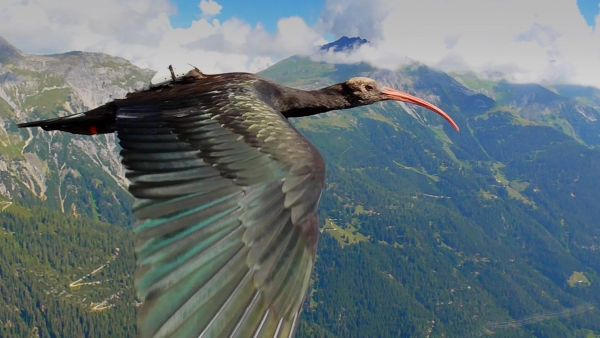 Tierische Überflieger