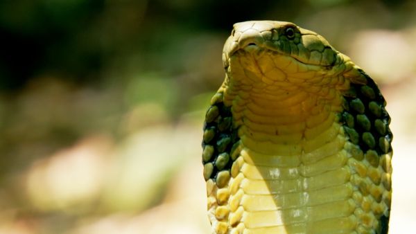 Tierische Überflieger