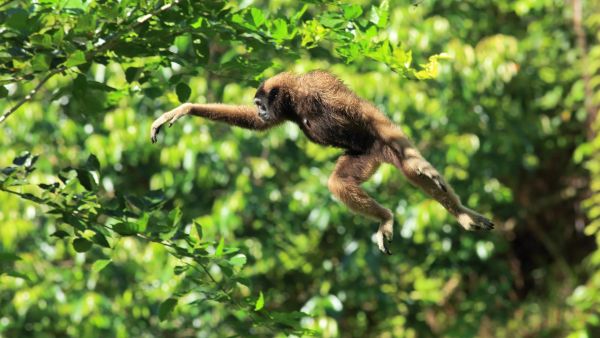 Wilde Bewegungskünstler - Mobilität im Tierreich