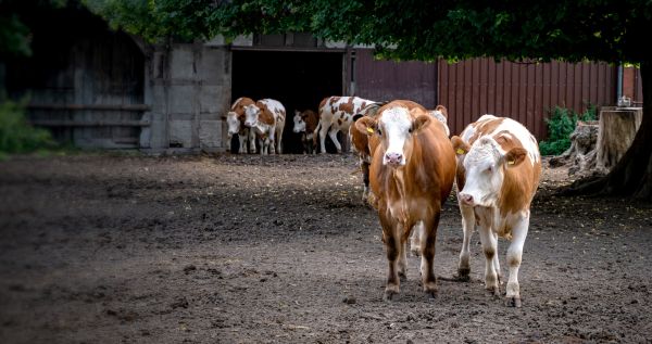 Die Geschichte der Landwirtschaft