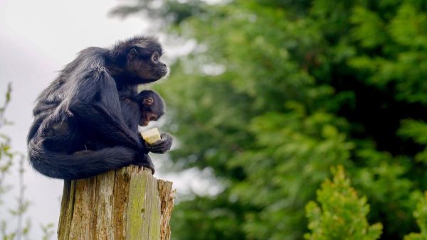 Zoo und so - Tierisch wild!