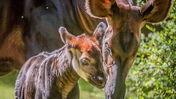 Zoo und so - Tierisch wild!