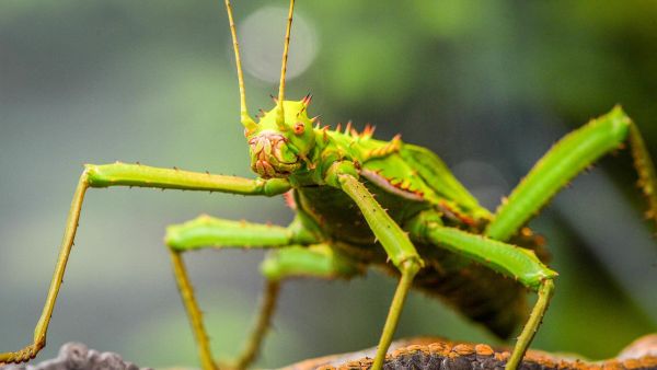 Zoo und so - Tierisch wild!