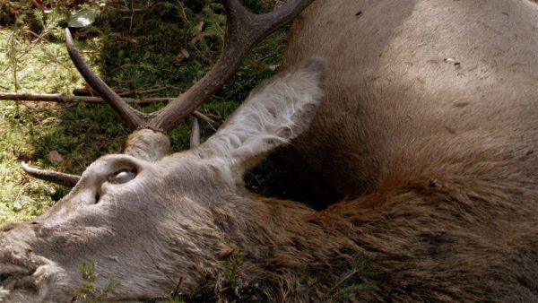 Abenteuer Wildnis