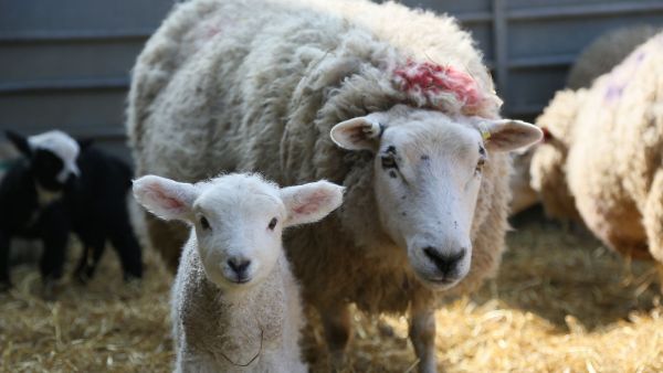Der Bauernhof - Die faszinierende Welt der Tiere: Schafe