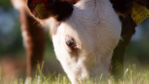 Der Bauernhof - Die faszinierende Welt der Tiere: Kühe