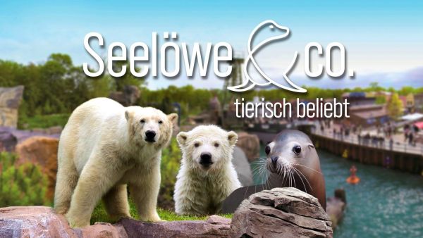 Seelöwe & Co. - tierisch beliebt