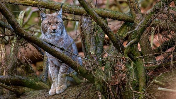 Wildes Deutschland - Der Harz