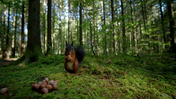 Unsere Wälder