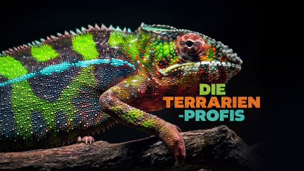 Die Terrarien-Profis